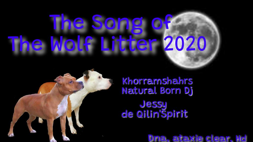 chiot American Staffordshire Terrier The Song Of The Wolf